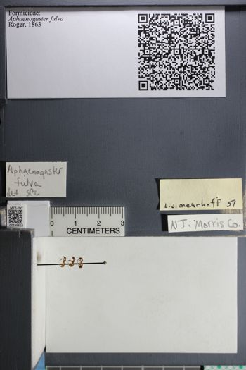 Media type: image;   Entomology 585618